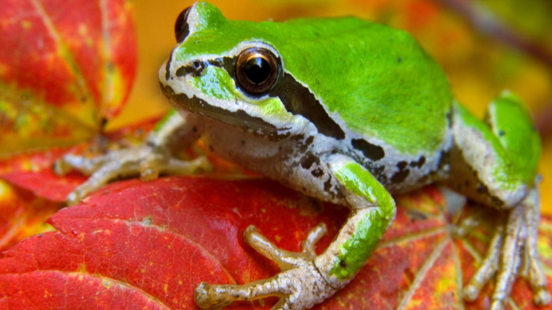 frog on leaf-Natural animal wallpapers Wallpaper 2560x1600[10wallpaper.com]
